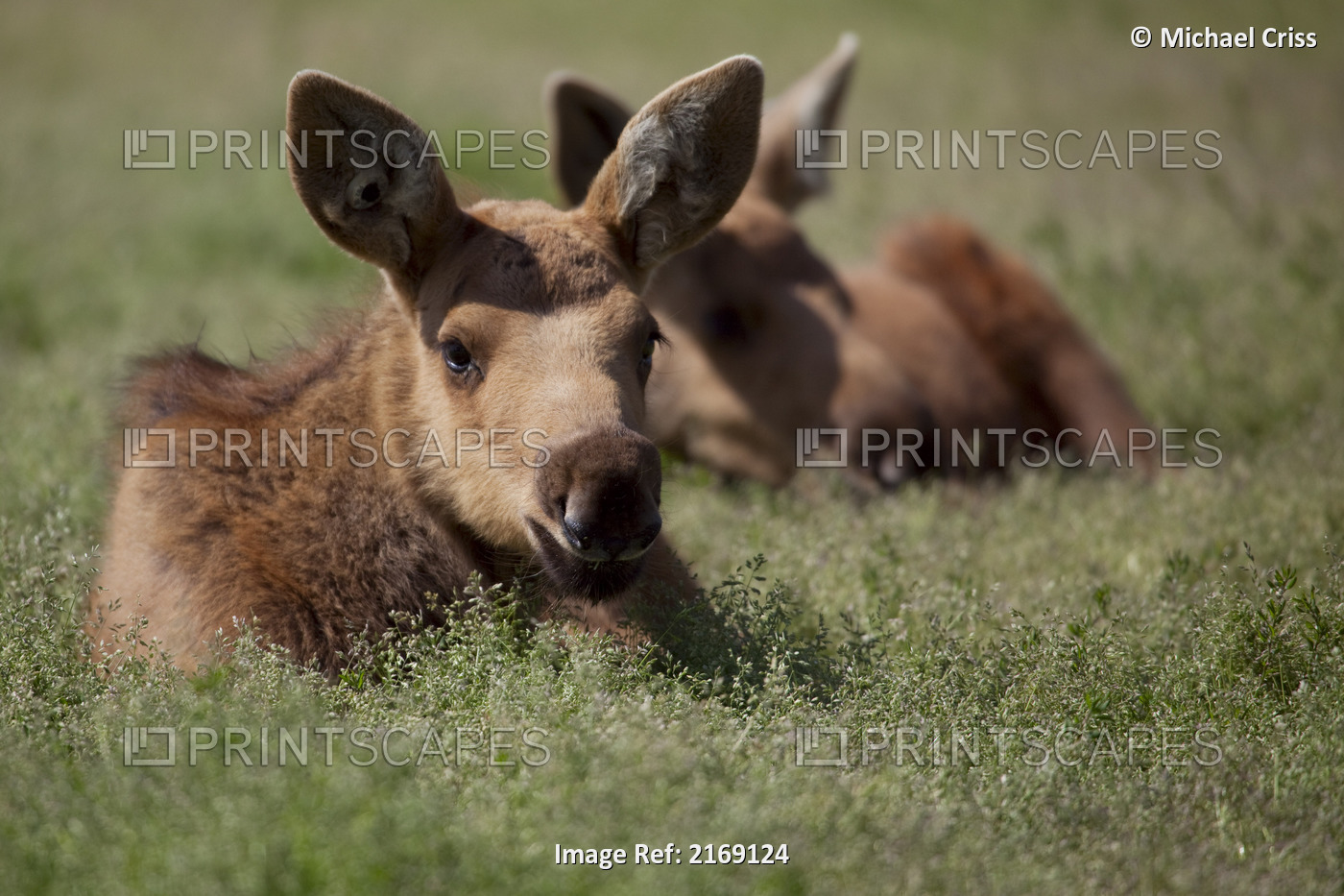 Captive Moose Calves Rest In Grass During Summer At The Alaska Wildlife ...