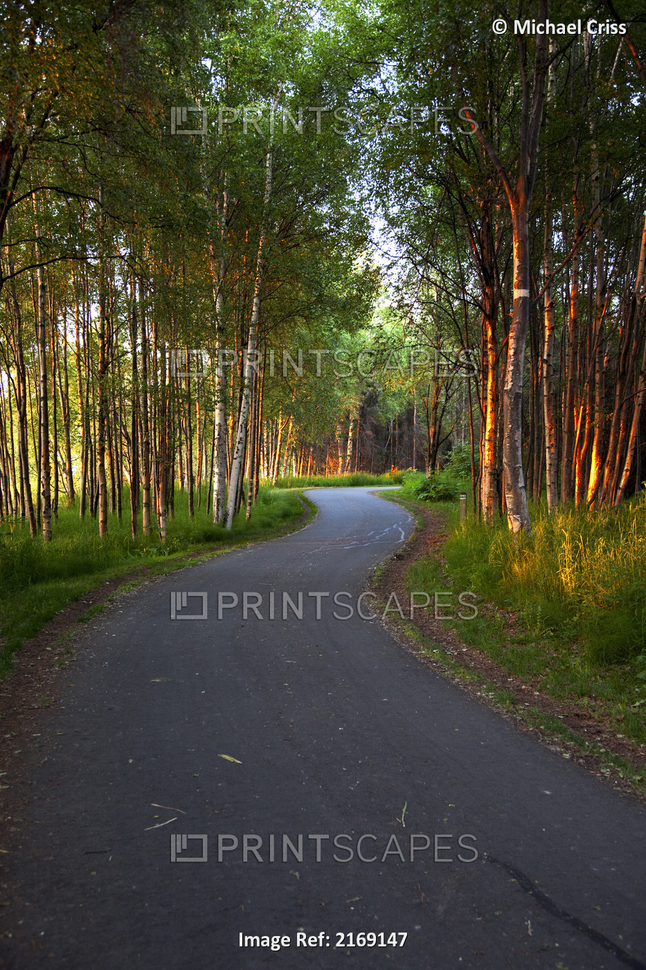 Paved Path Winding Through The Forest, Tony Knowles Coastal Trail, Anchorage, ...