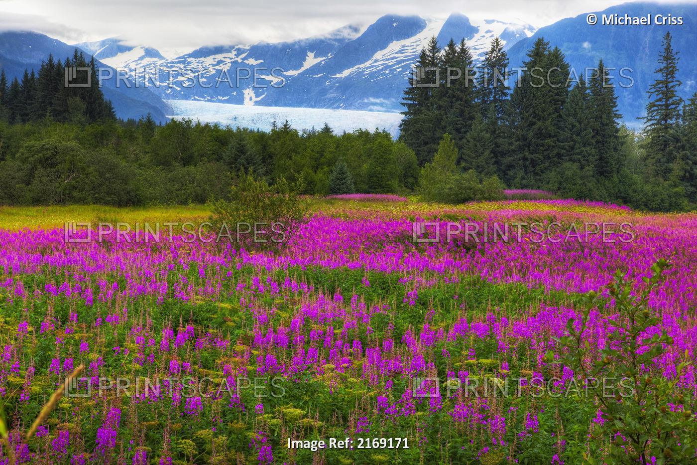 Scenic View Of Fireweed With Mendenhall Glacier In The Background, Juneau, ...