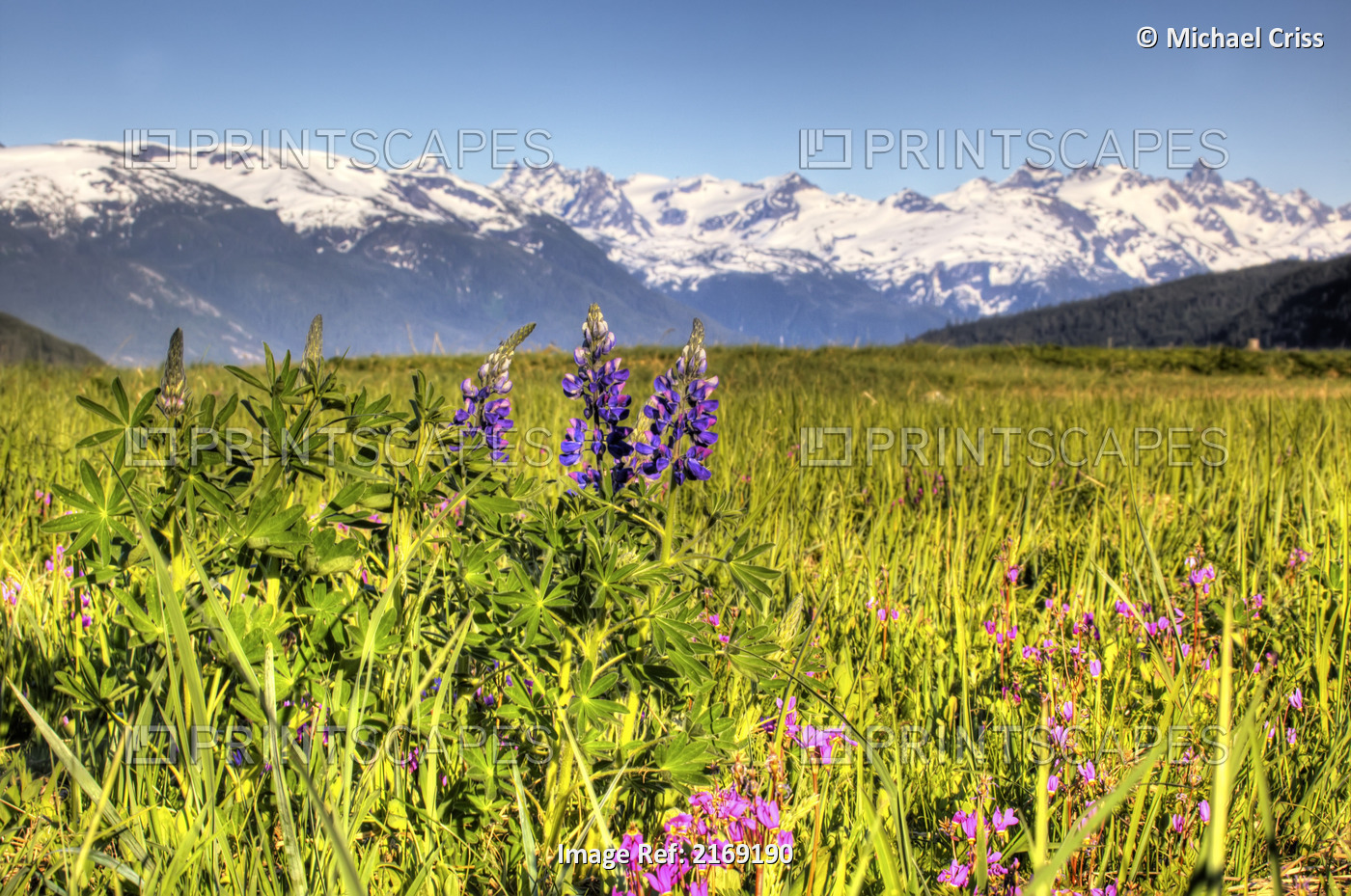 Scenic View Of A Wildflower Meadow And Mountains Near Haines, Alaska During ...