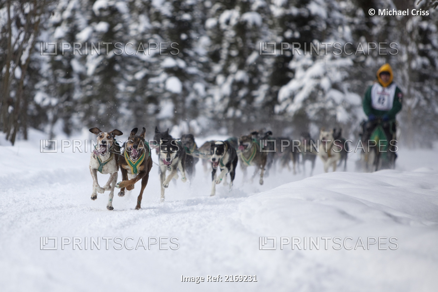 Blayne Streeper And Team Mushing During The 2010 Fur Rondy Sled Dog ...