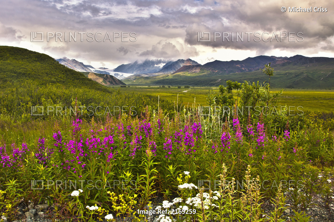 Scenic View Of Gulkana Glacier From The Richardson Highway With Fireweed In The ...