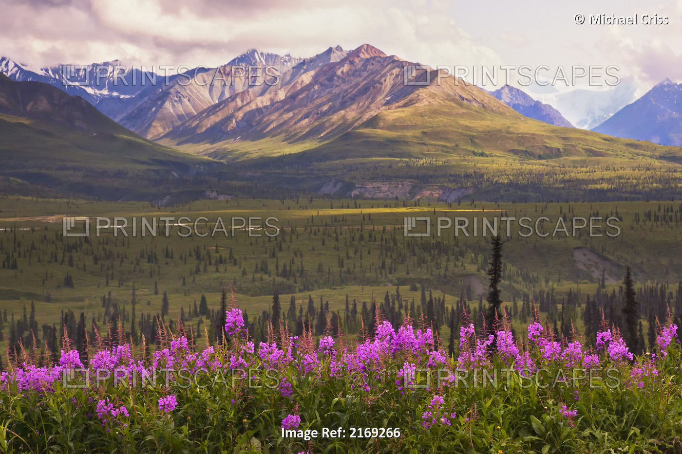 View Of The Chugach Mountains With Fireweed In The Foreground Along The Glenn ...