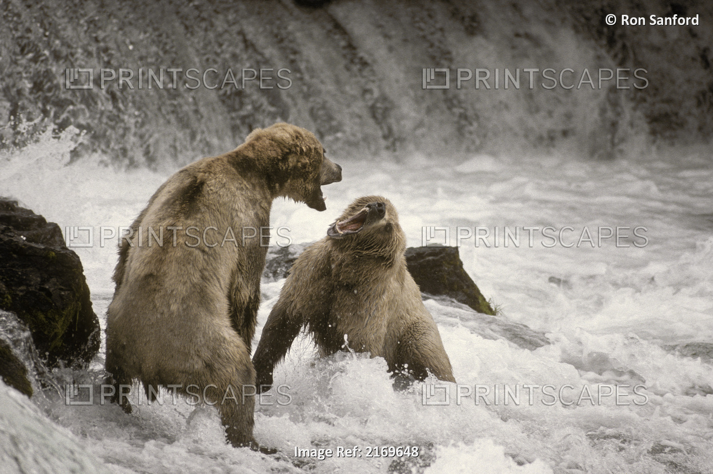Brown Bear Fight Over Fishing Territory At Brooks Falls, Katmai National Park, ...