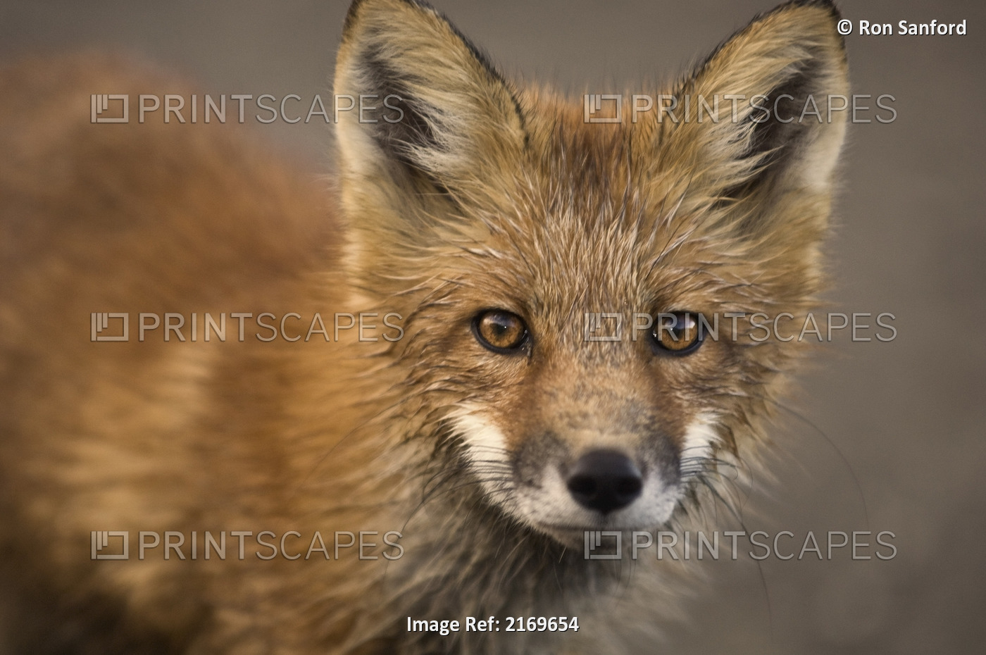 Close Up Portrait Of A Red Fox During Autumn In Denali National Park, Alaska.