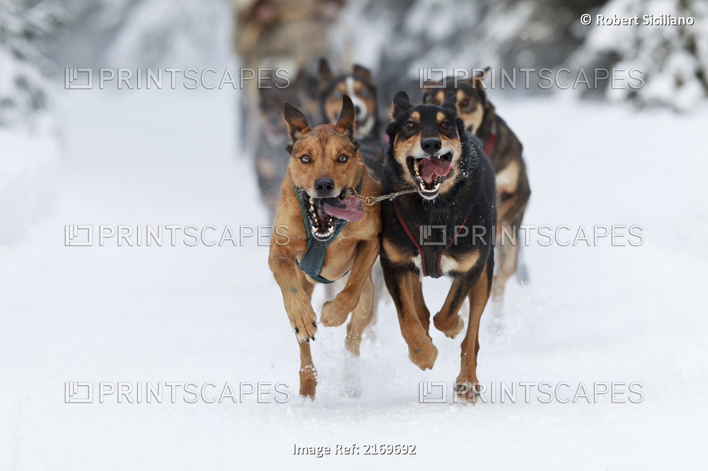 Marvin Kokrine's Dogs Running In The 2011 Exxonmobil Open, Southcentral Alaska, ...