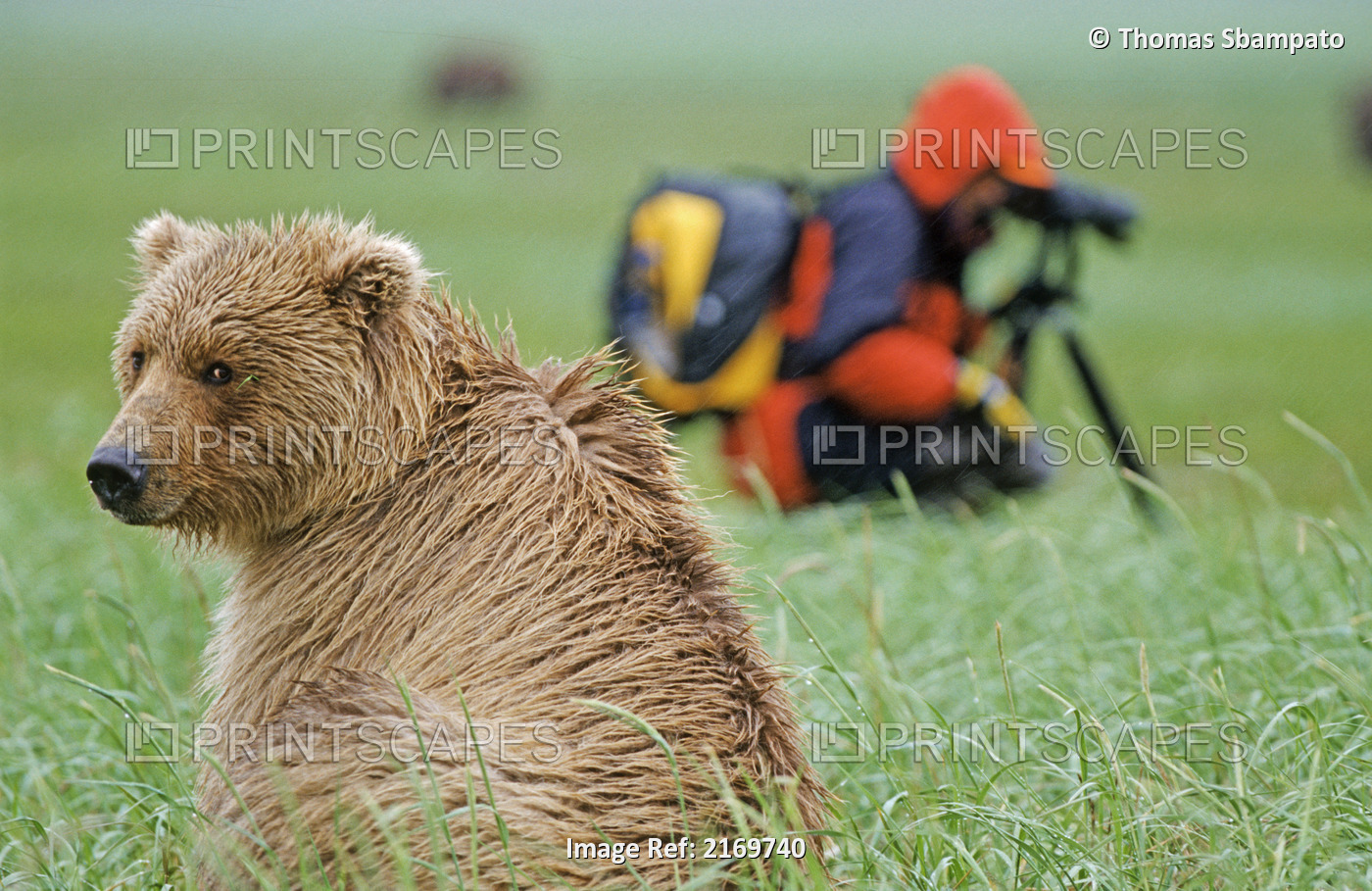 Brown Bear Sits In Grass With A Photographer In The Background At Hallo Bay In ...