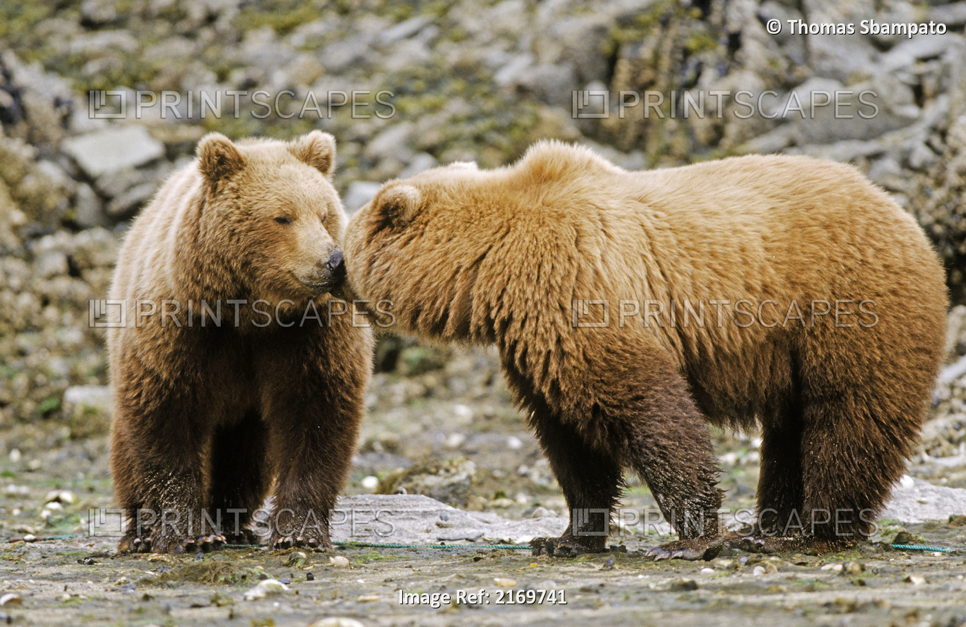 Two Brown Bear Siblings Standing Nose To Nose At Katmai National Park, Alaska