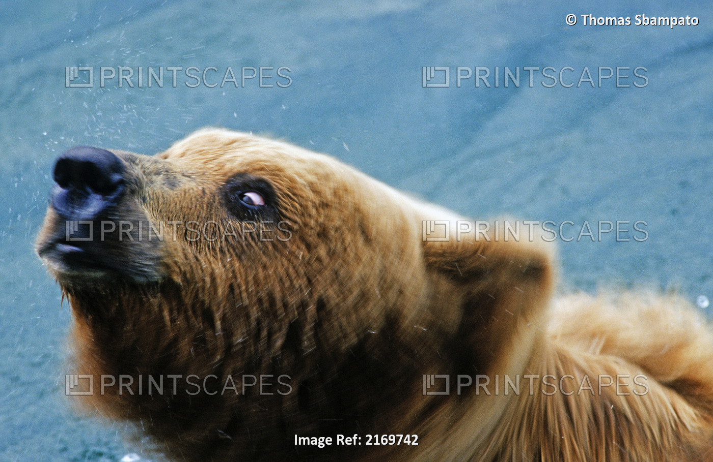 Close Up Of Grizzly Shaking Water From Fur At Katmai National Park, Alaska