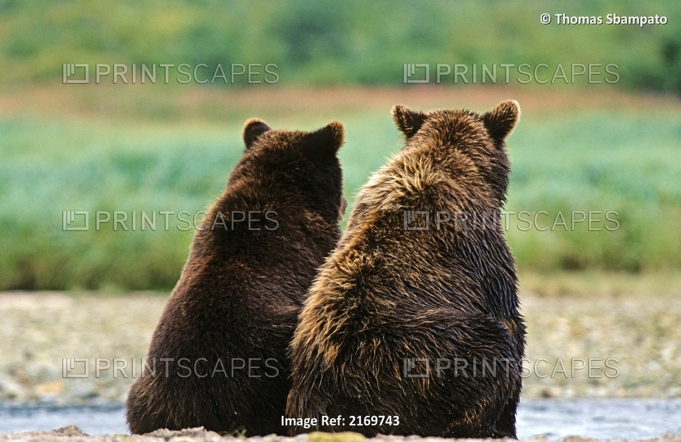 Two Brown Bear Sitting Side By Side At Katmai National Park, Alaska