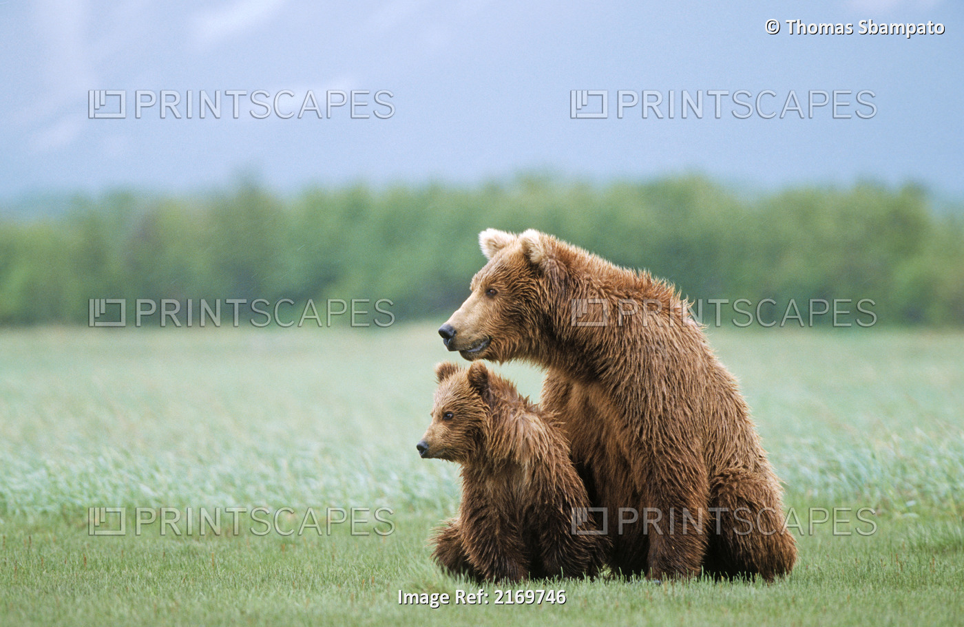 Female Brown Bear And Cub Sit Together In Grassy Field At Hallo Bay In Katmai ...