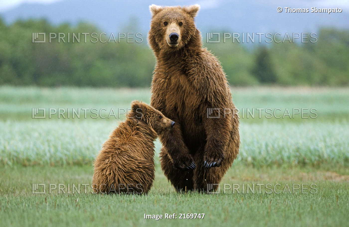 Female Brown Bear And Cub Sit Together In Grassy Field At Hallo Bay In Katmai ...