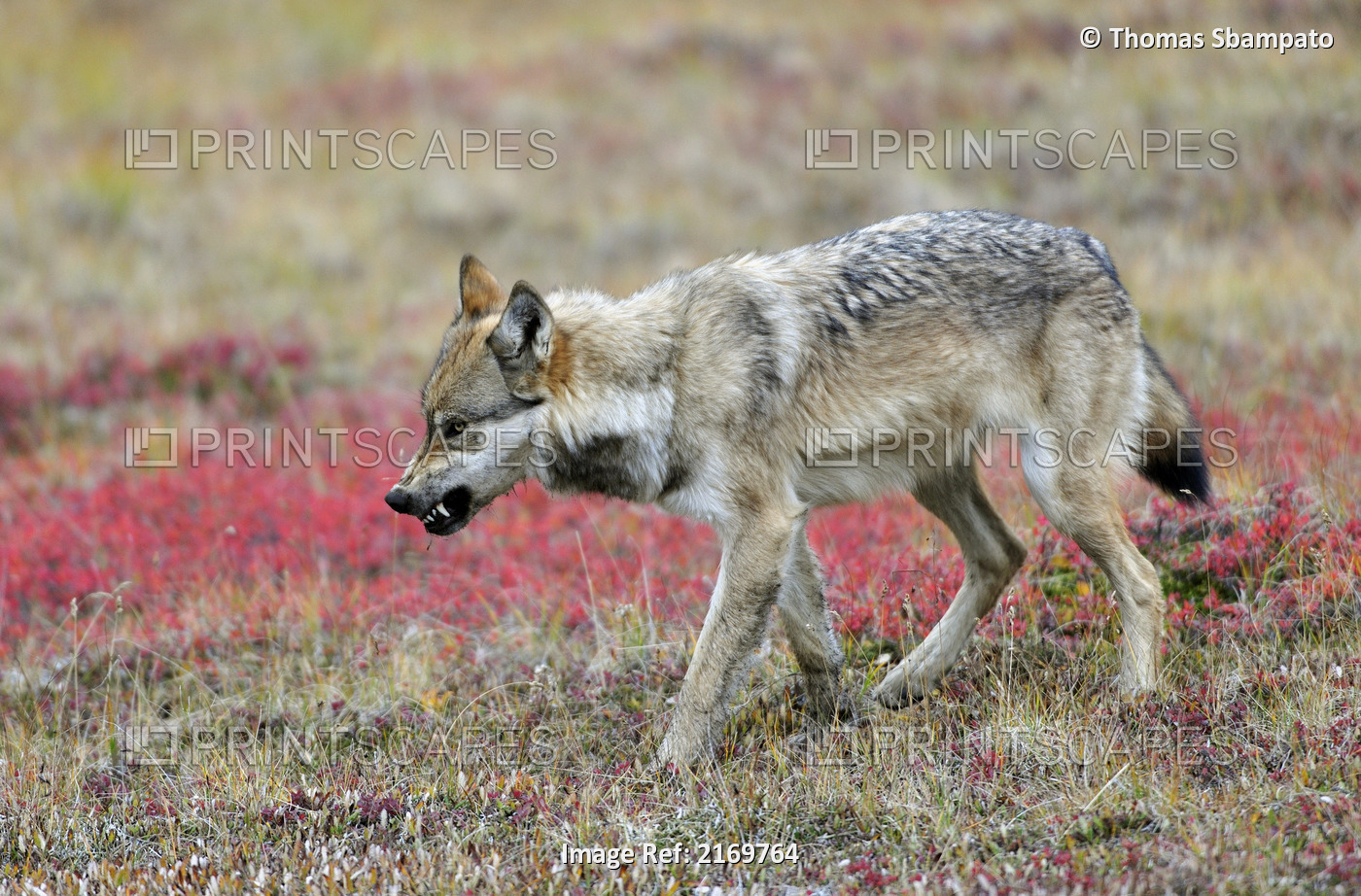 Aggressive Wolf On The Tundra In Denali National Park During Autumn In Interior ...