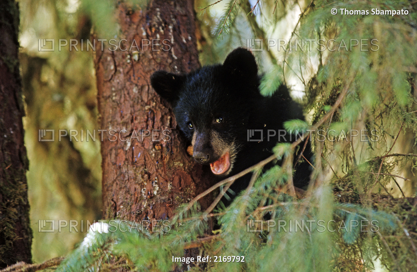 Black Bear Cub Hanging Out In Tree In Tongass National Forest Southeast Alaska ...