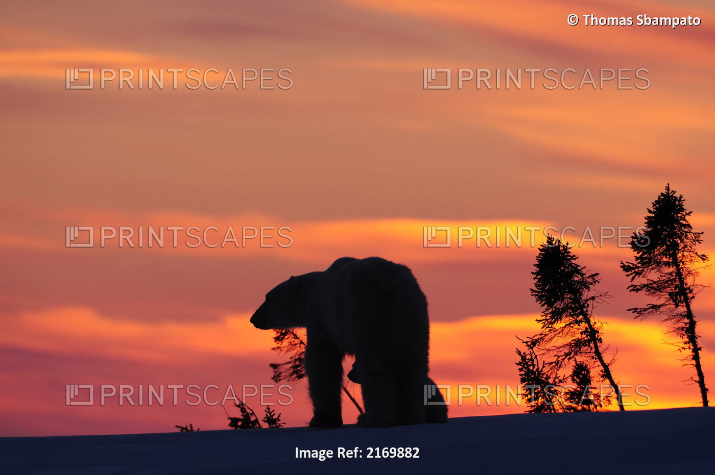 Polar Bear (Ursus Maritimus) Mother And Cub Silhouetted Against The Red Sunset ...