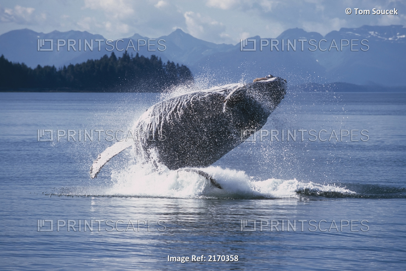Humpback Whale Breaching Frederick Sound Se Ak