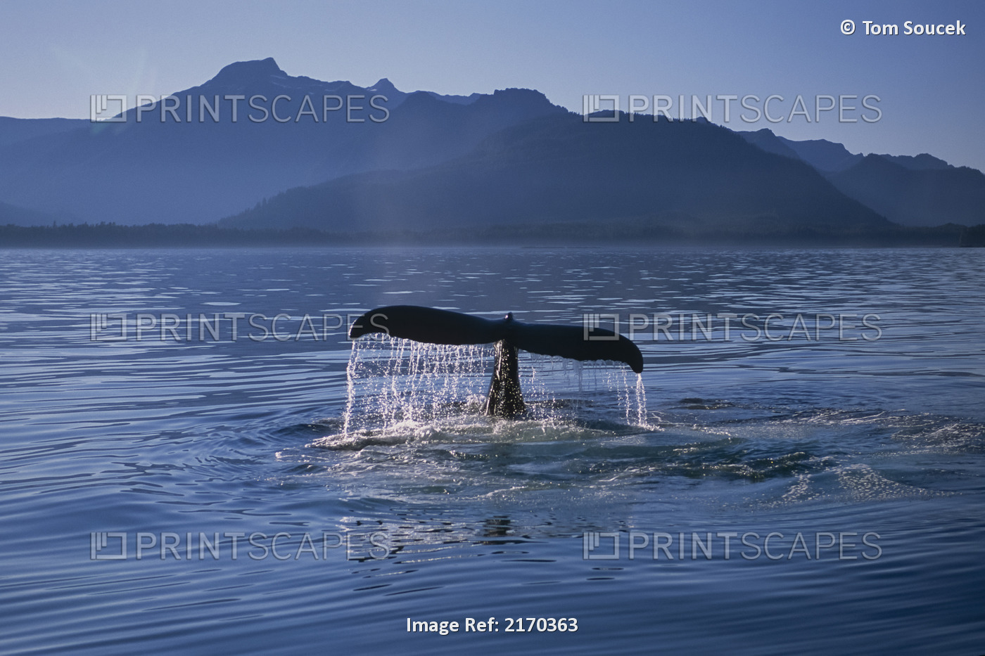 Humpback whale's (Megaptera novaeangliae) fluke in Frederick Sound at sunset, ...