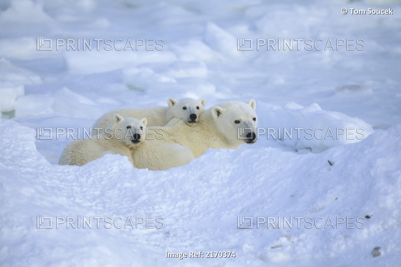 Polar Bear Family Resting Cape Churchill Manitoba Canada Winter Portrait