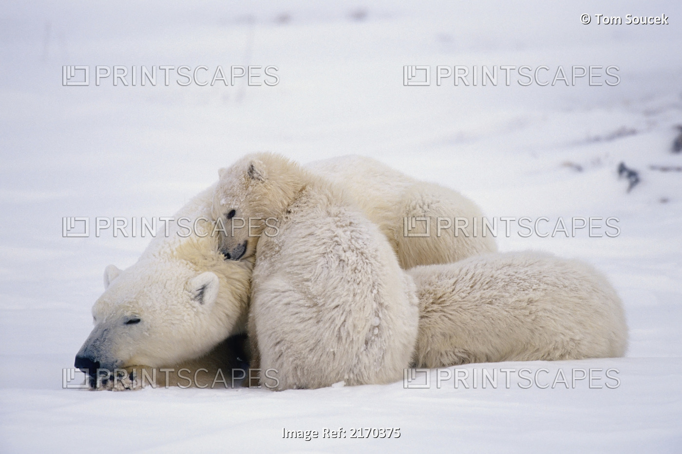 Family Of Polar Bears @ Churchill Manitoba Canada