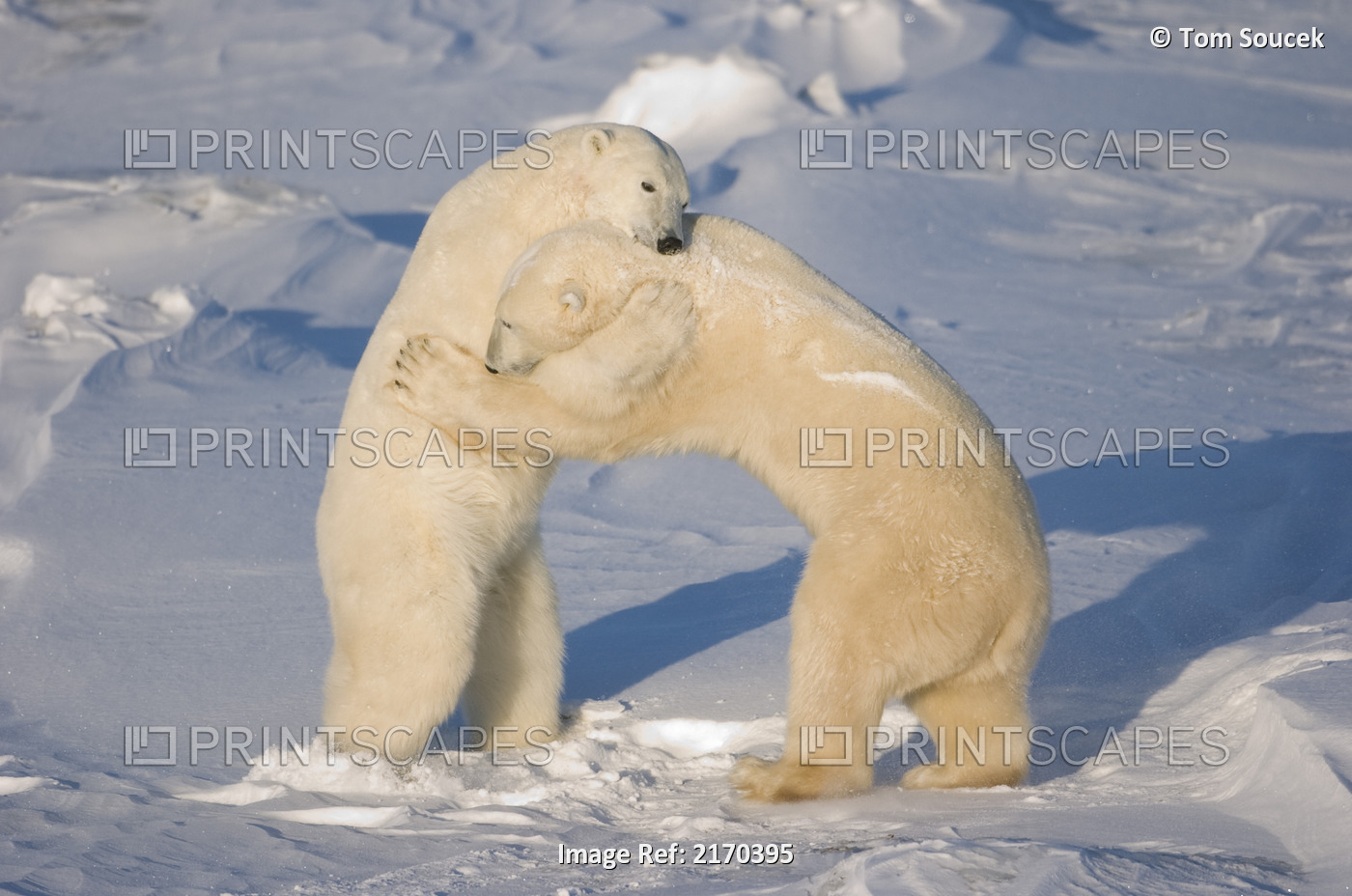 Polar Bears Wrestling And Play Fighting At Churchill, Manitoba, Canada.