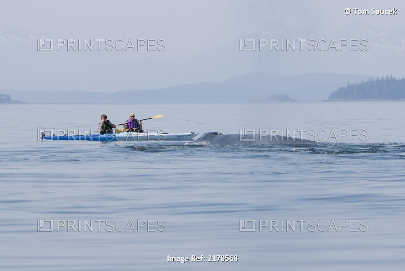 Humpback Whale Surfaces Near Sea Kayakers In Frederick Sound, Inside Passage, ...