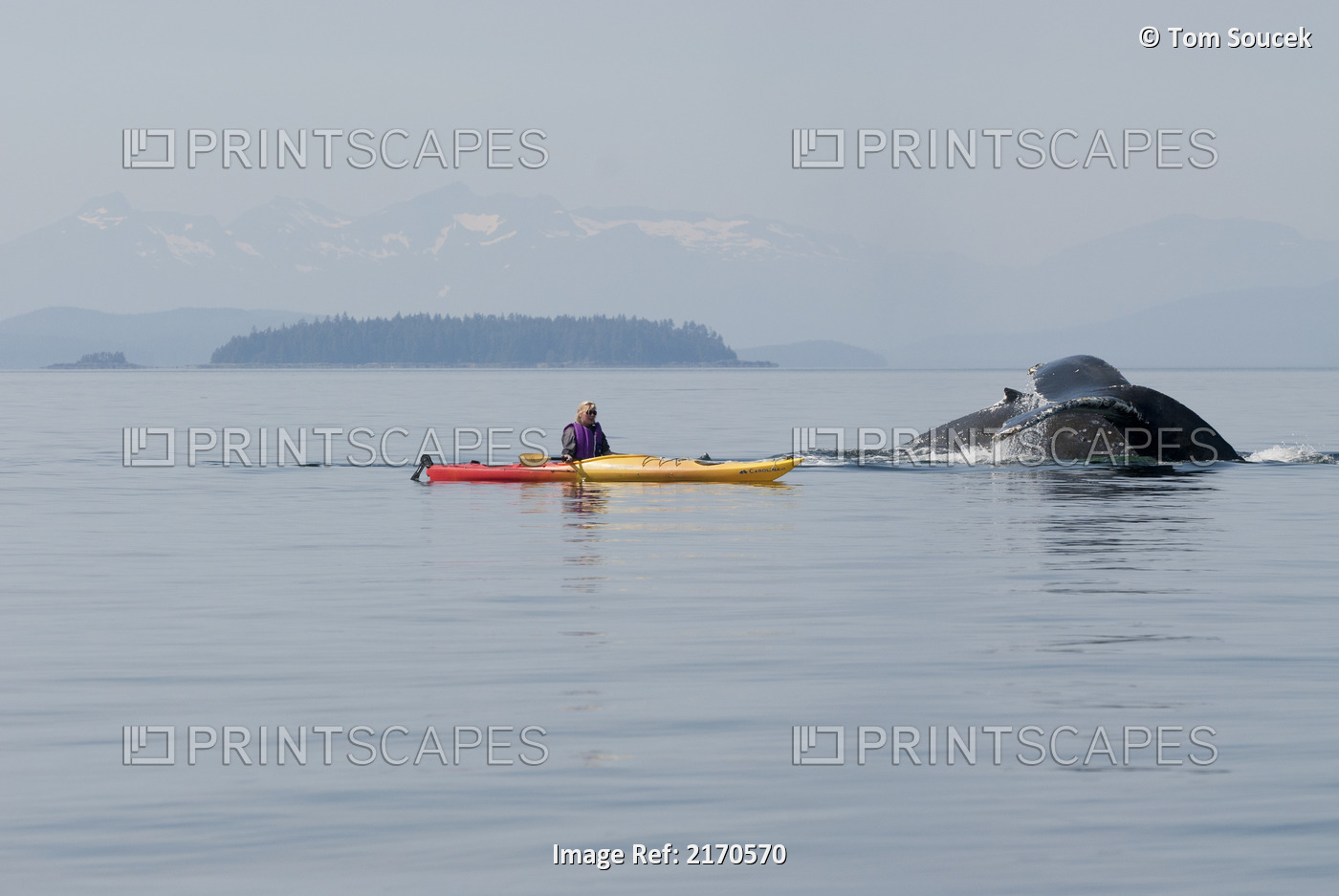Humpback Whale Surfaces Near A Woman Sea Kayaker In Frederick Sound, Inside ...