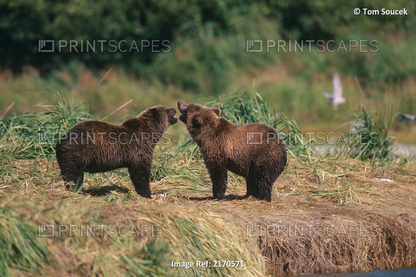 Two Adult Brown Bears Play Fight Near Geographic Harbor, Katmai National Park, ...
