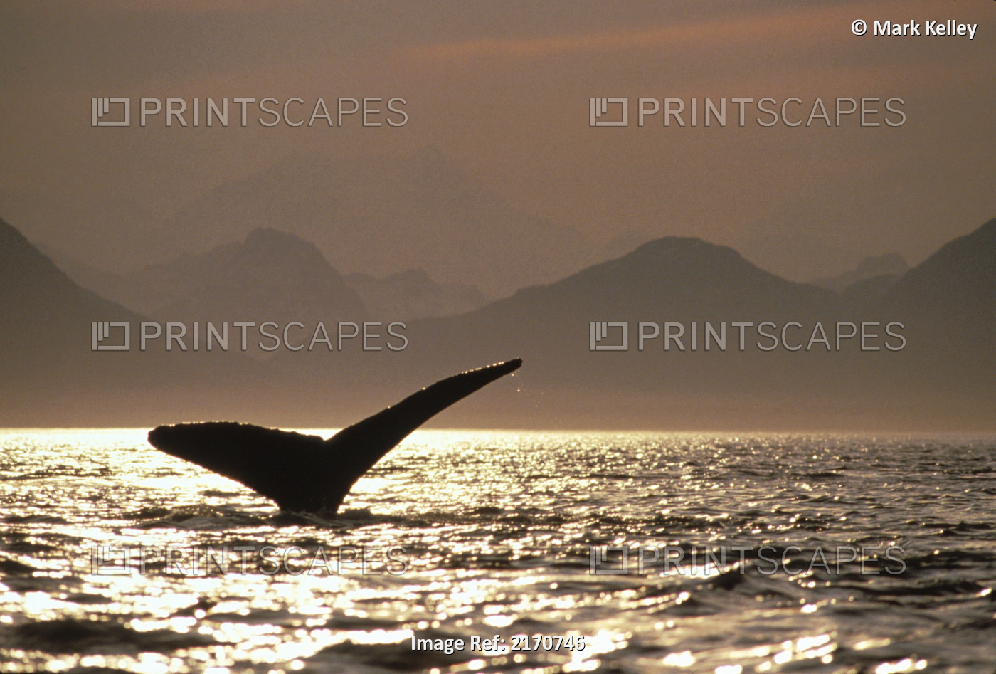 Humpback Whale Tail Inside Passage Glacier Bay Np Se Ak