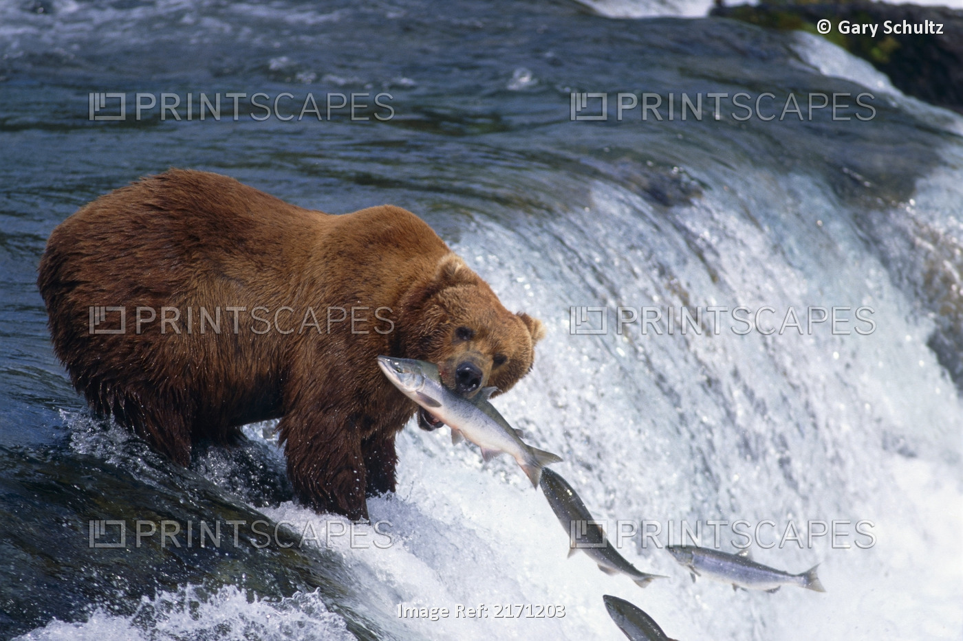 Grizzly Fish Sockeye Salmon Brooks Falls Katmai Np Sw Ak Summer Scenic