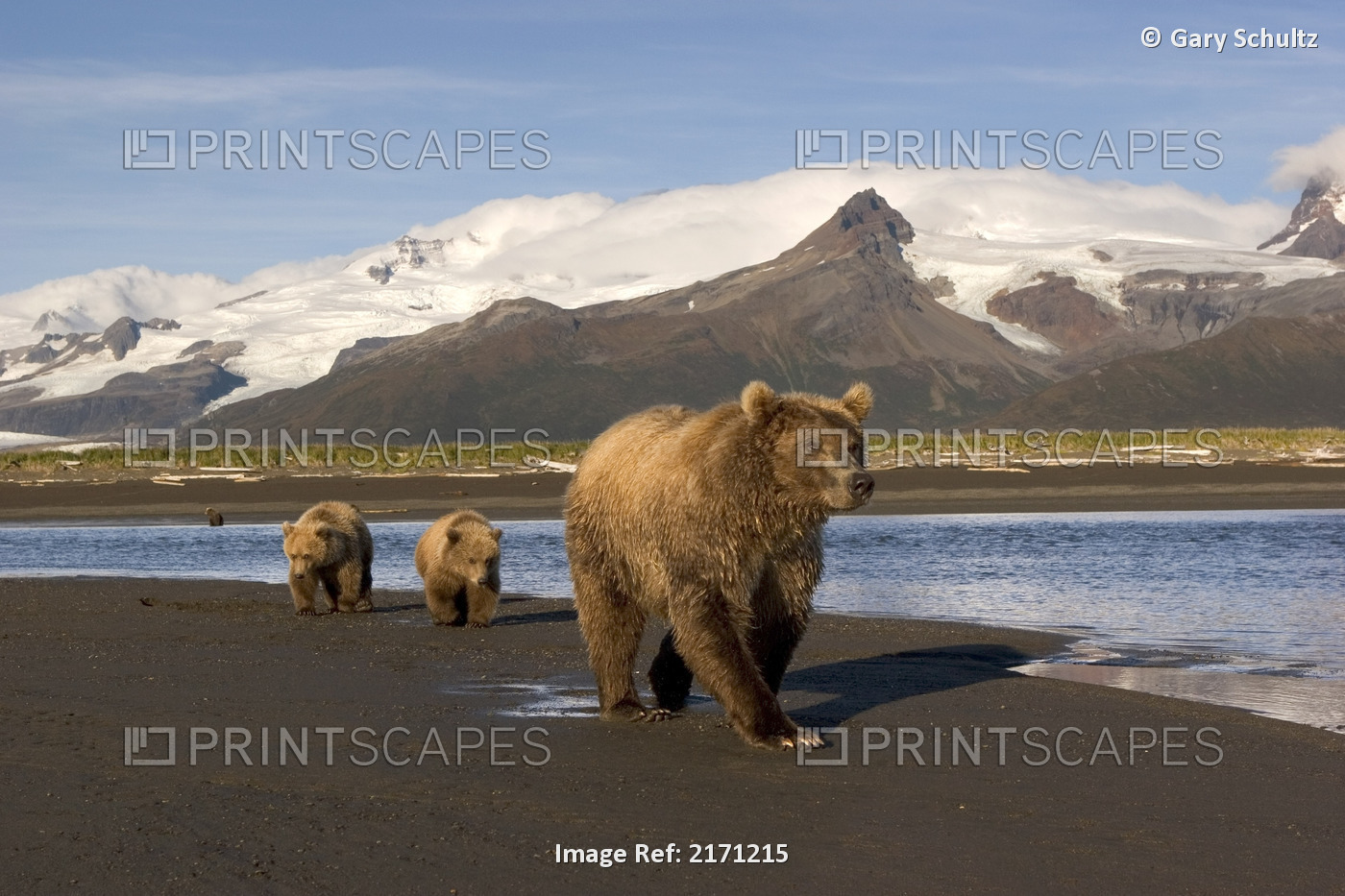 Grizzly Sow And Cubs Walking On Beach At Hallo Bay Katmai National Park Alaska