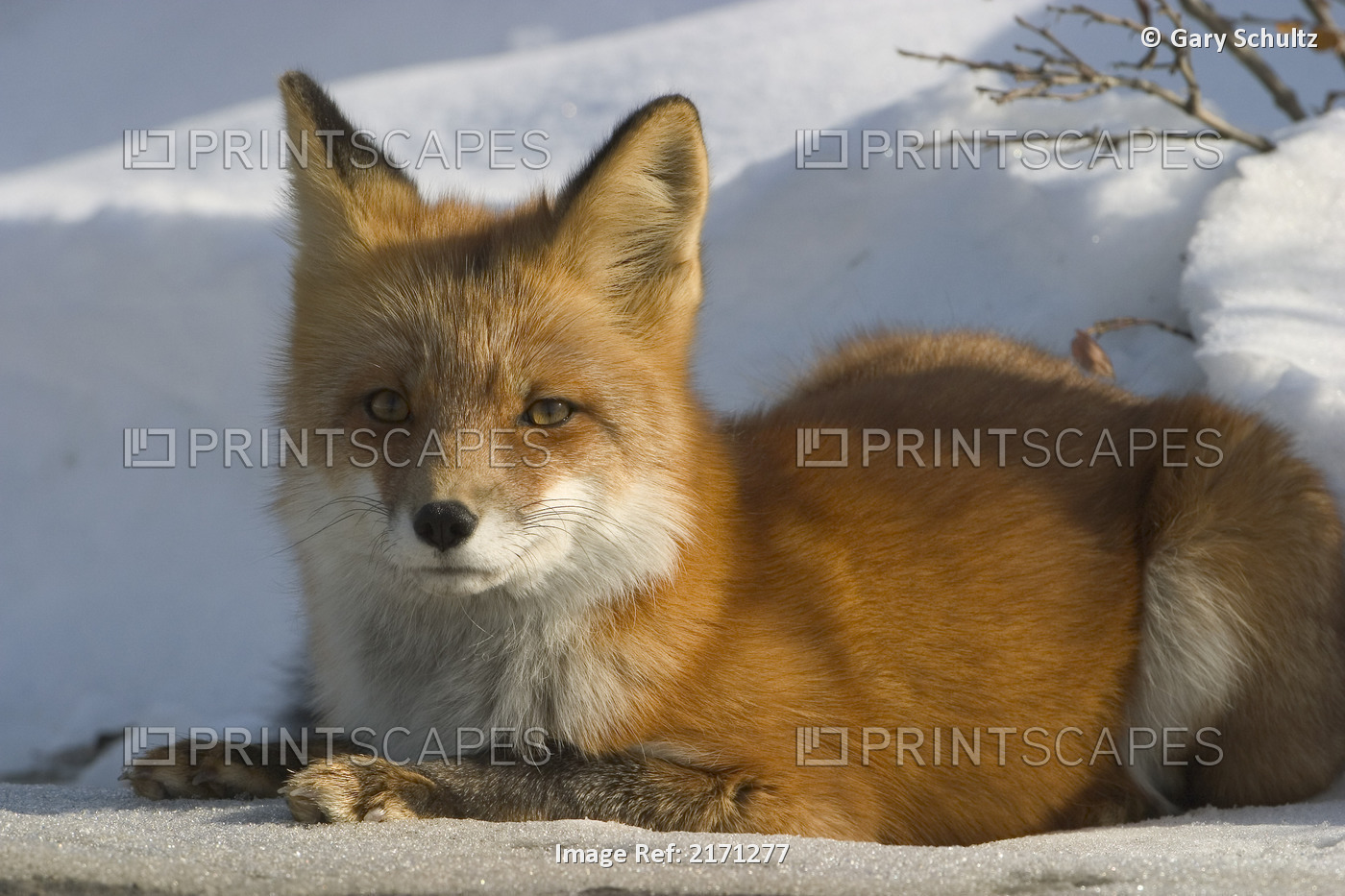 Red Fox In Snowbank Denali Np Alaska Winter