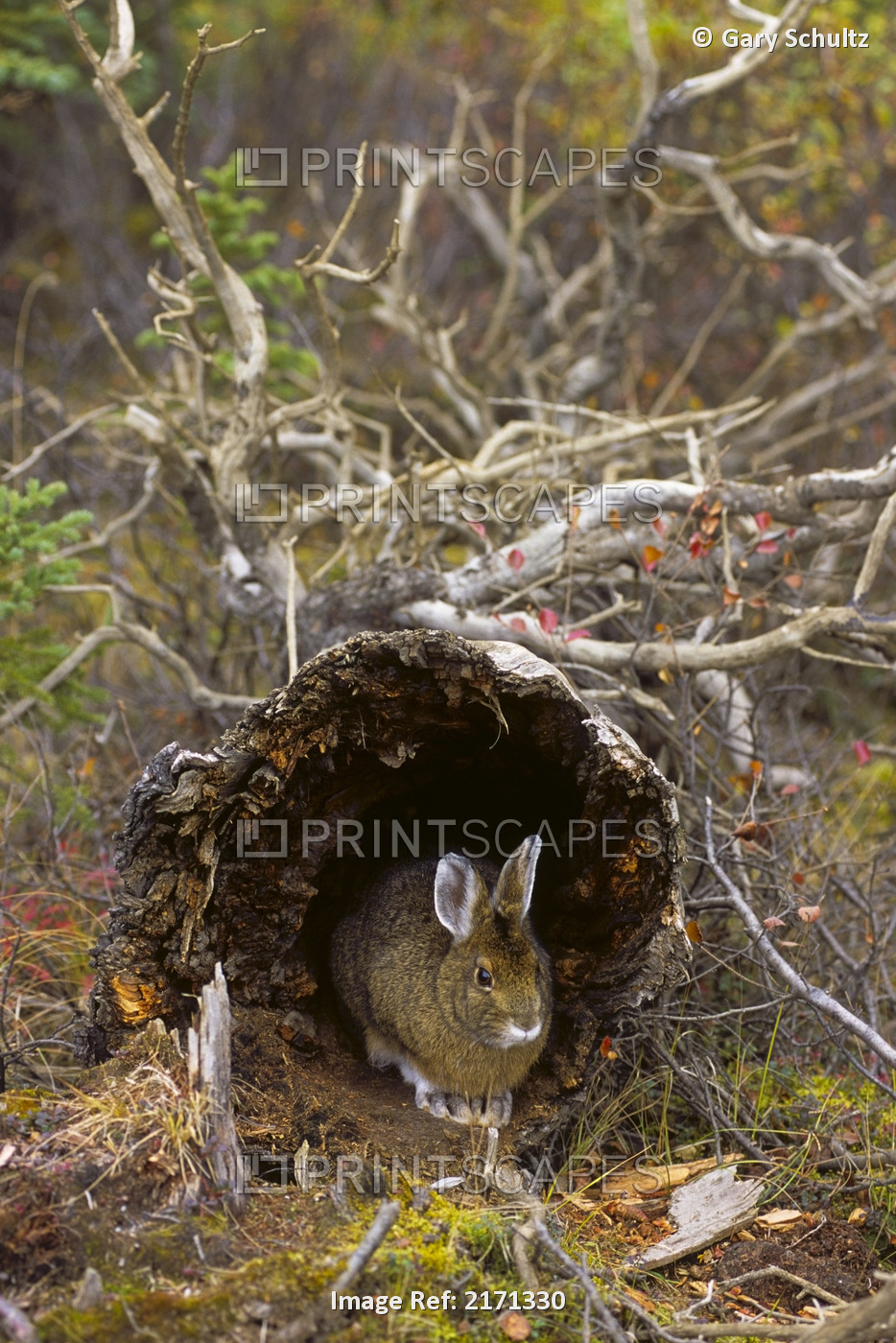 Snowshoe Hare In Hollow Log Denali Np Alaska Interior