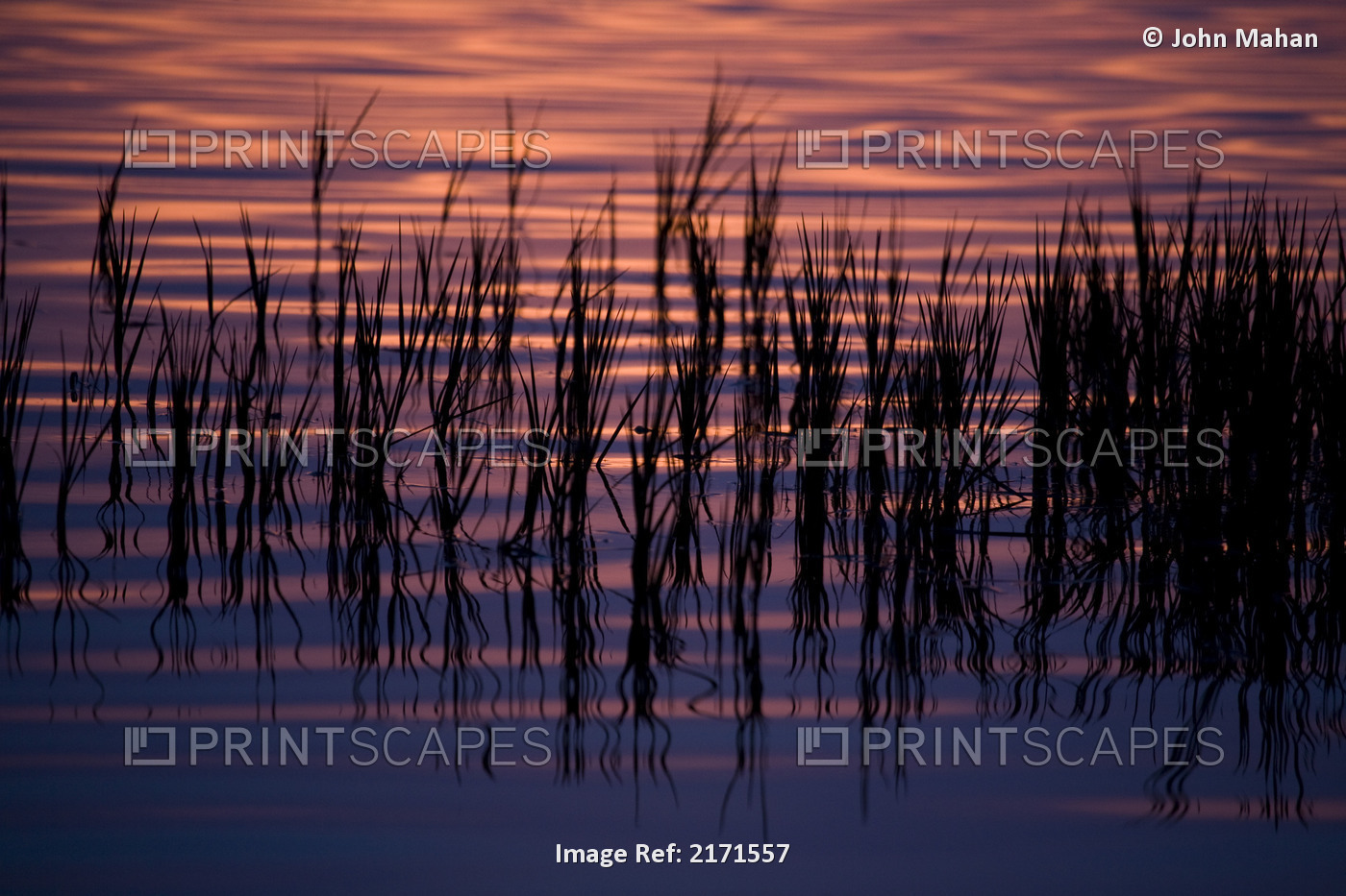 Sunset Colors On Lake Iliamna Through Silhouetted Aquatic Grasses, Alaska