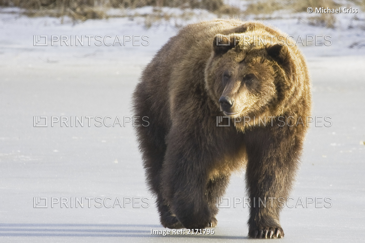 Captive Grizzly Walking In Snow At The Alaska Wildlife Conservation Centerm ...