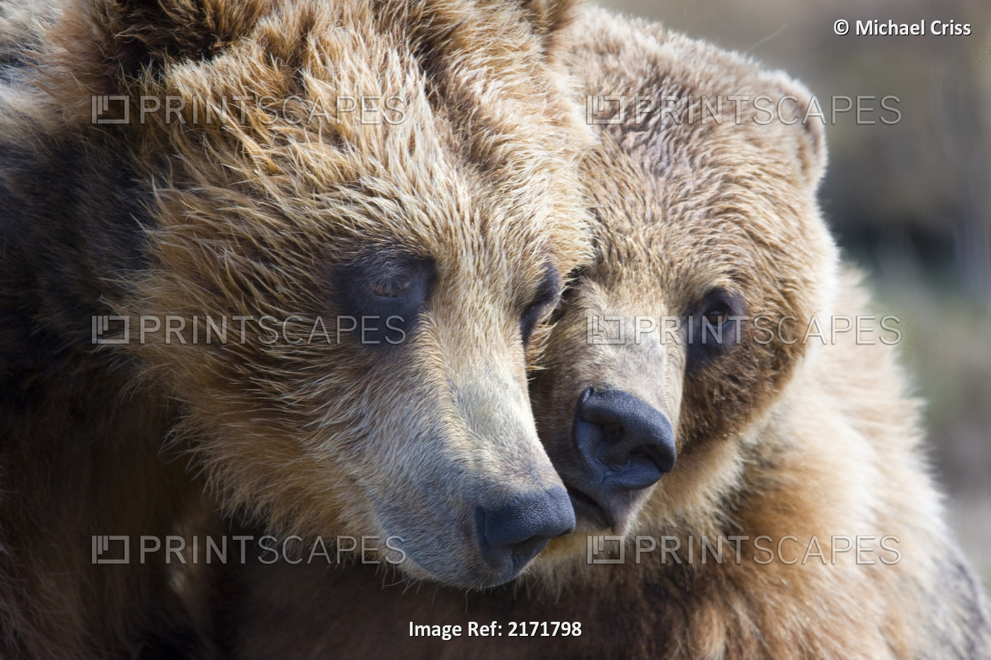 Captive Grizzly Bears Playing At The Alaska Wildlife Conservation Center, ...