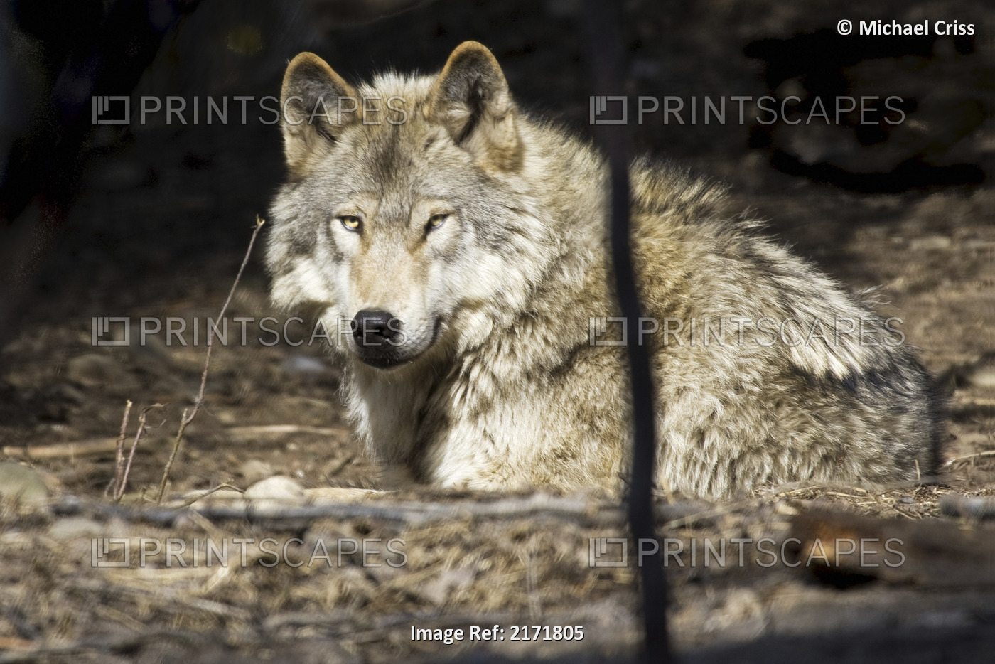 Captive Wolf Rests At The Alaska Zoo, Southcentral Alaska