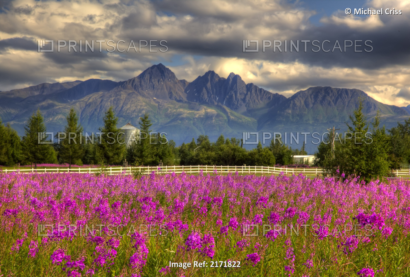 Scenic View Of Pioneer Peak With Fireweed In The Foreground, Palmer, Alaska, ...