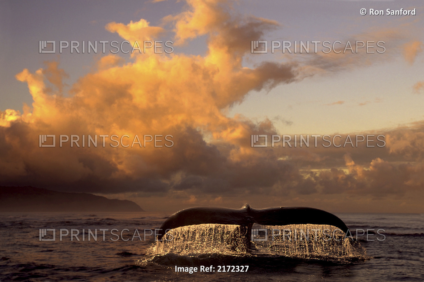 Humpback Whale Tail In Water Southeast Ak Digital Original Summer Scenic ...