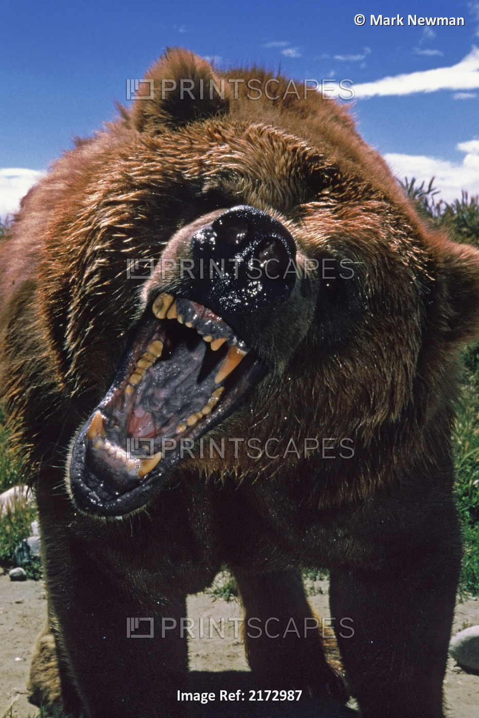 Close-Up Of Brown Bear Growling Captive