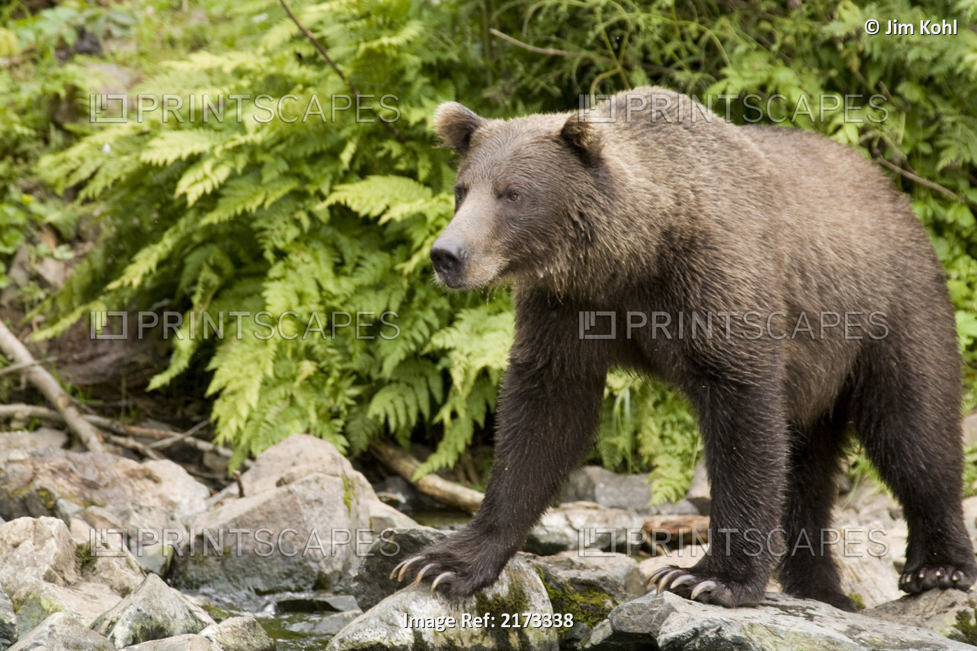 Adult Brown Bear Standing On The Rocky Shore Of Big River Lakes In Southcentral ...