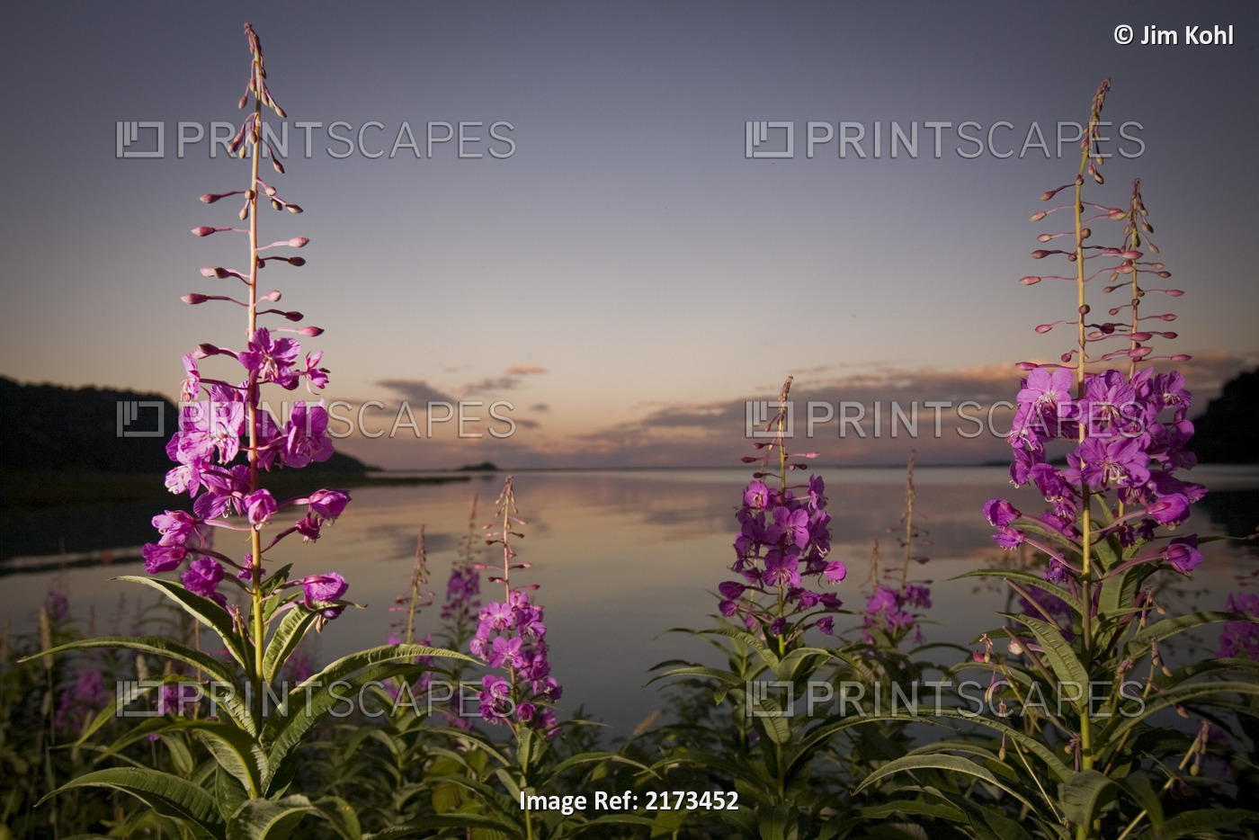 Close Up Of Fireweed With Big River Lakes In The Background At Sunset In ...