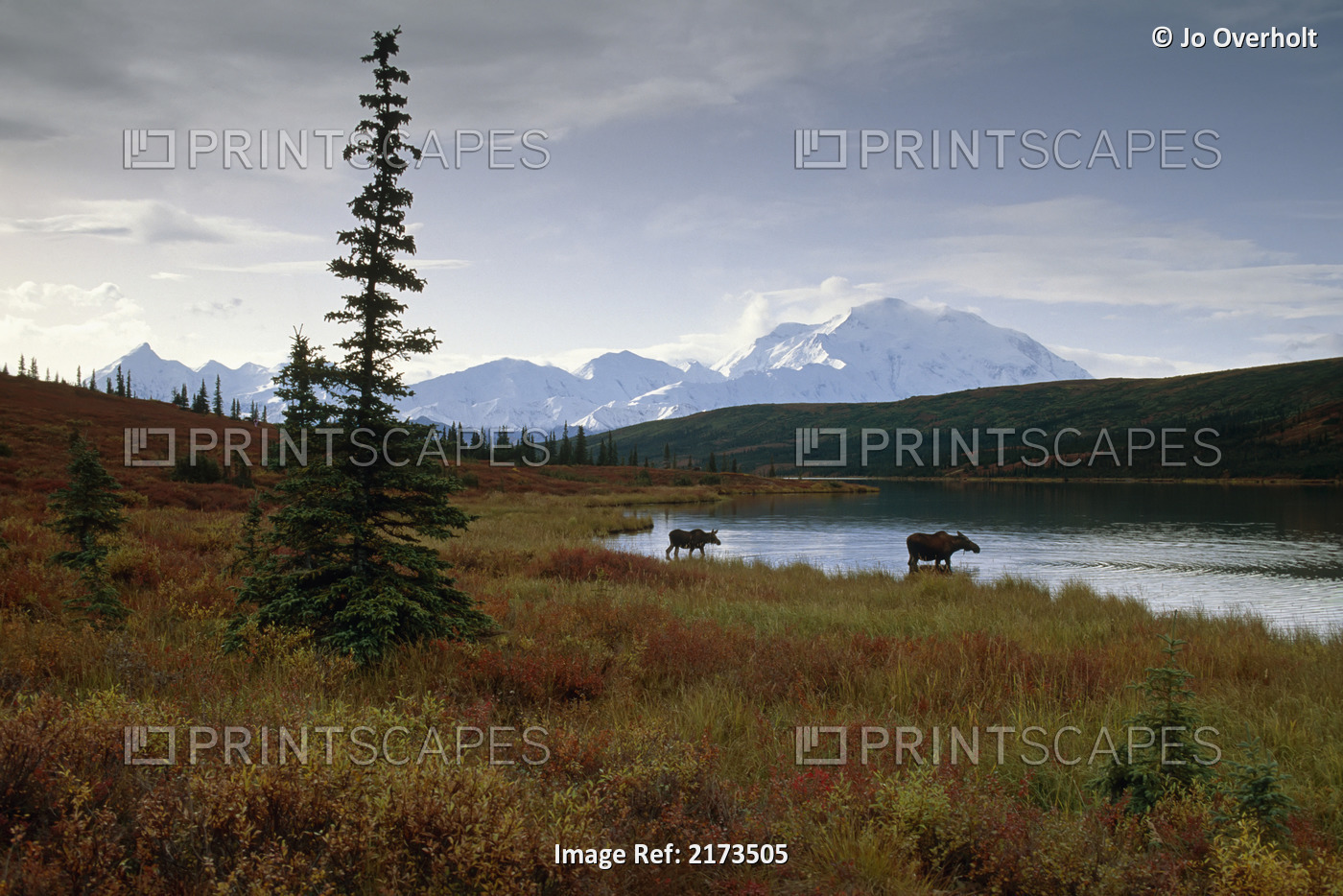 Wonder Lake Denali Natl Park Interior Alaska Cow Moose Calf Fall Tundra ...