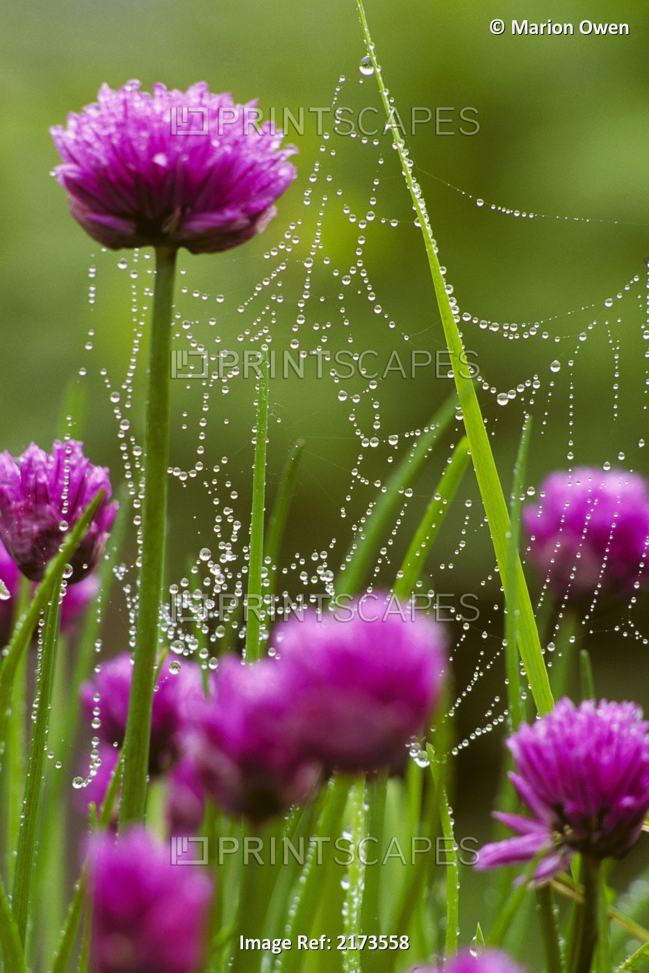 Dew Covered Spider Web On Chive Flowers Kodiak Is Ak Southwest