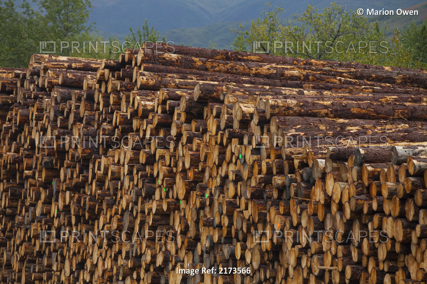 Stacked Sitka Spruce Logs Harvested From Chiniak Area, Kodiak Island, Southwest ...