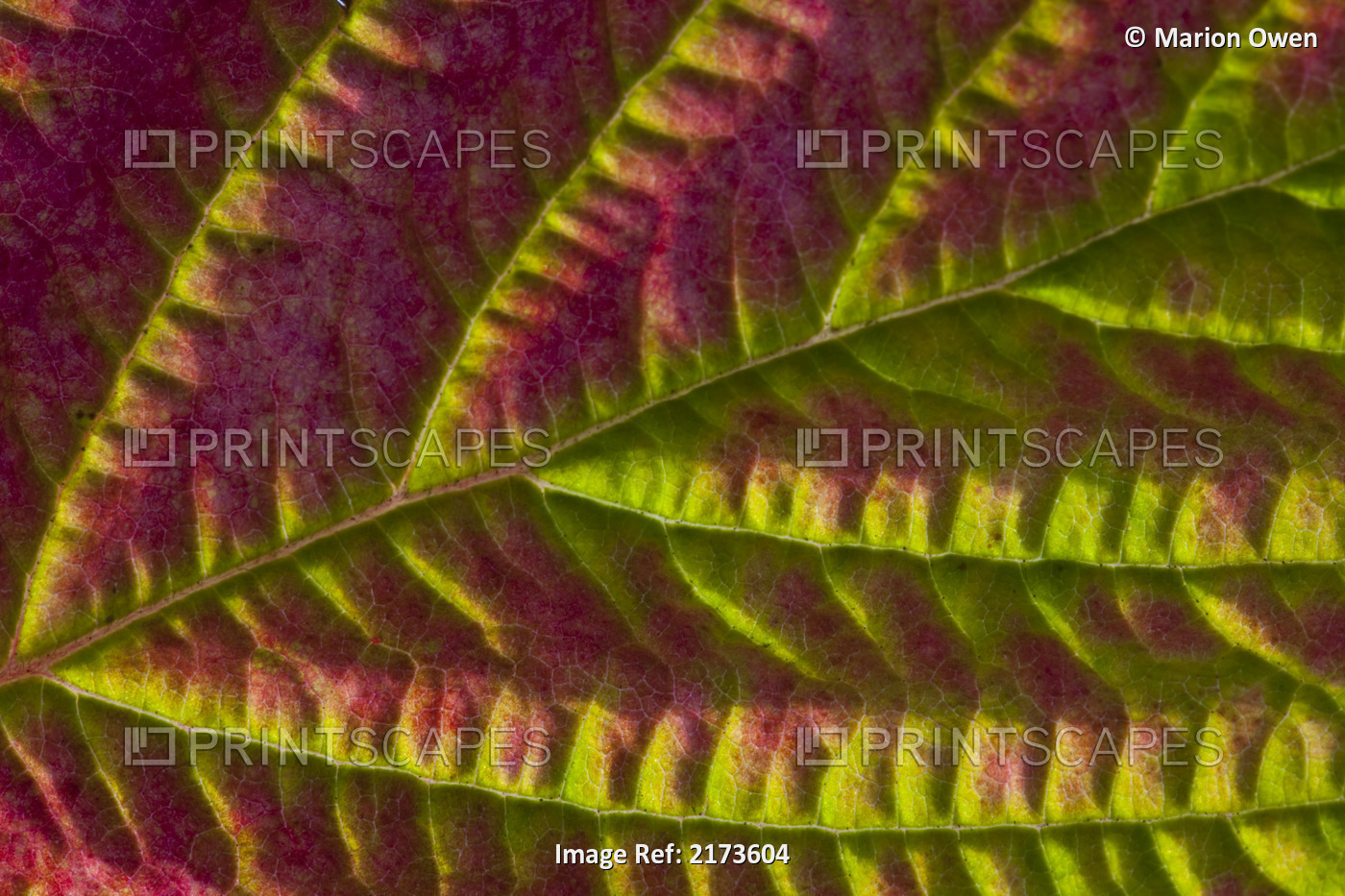 Macro View Of Salmonberry Leaf Changing Colors In Autumn, Kodiak Island, ...