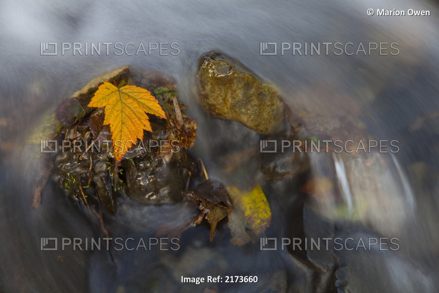 Yellow Salmonberry Leaf Clinging To Rocks In Small Stream With Water Cascading ...