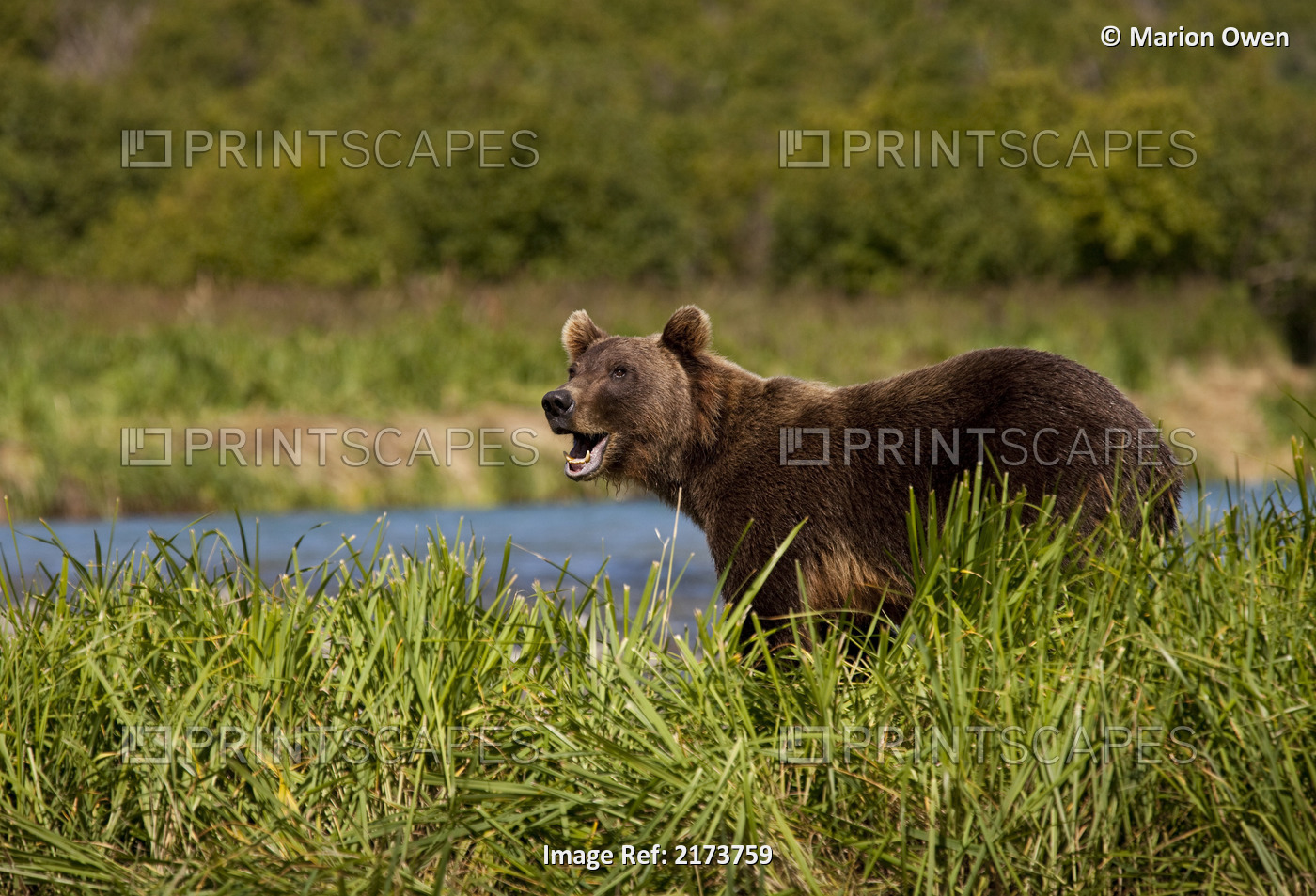Coastal Brown Bear Stands Amongst Grasses At Geographic Harbor, Katmai National ...