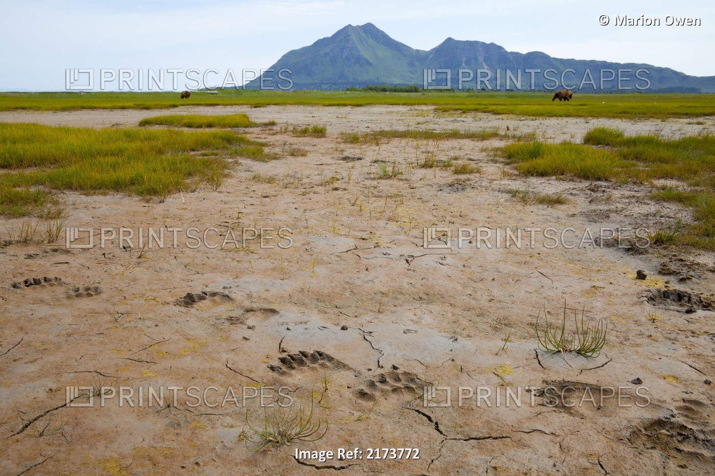 Brown Bear Tracks In The Mud At Hallo Bay, Katmai National Park And Preserve, ...