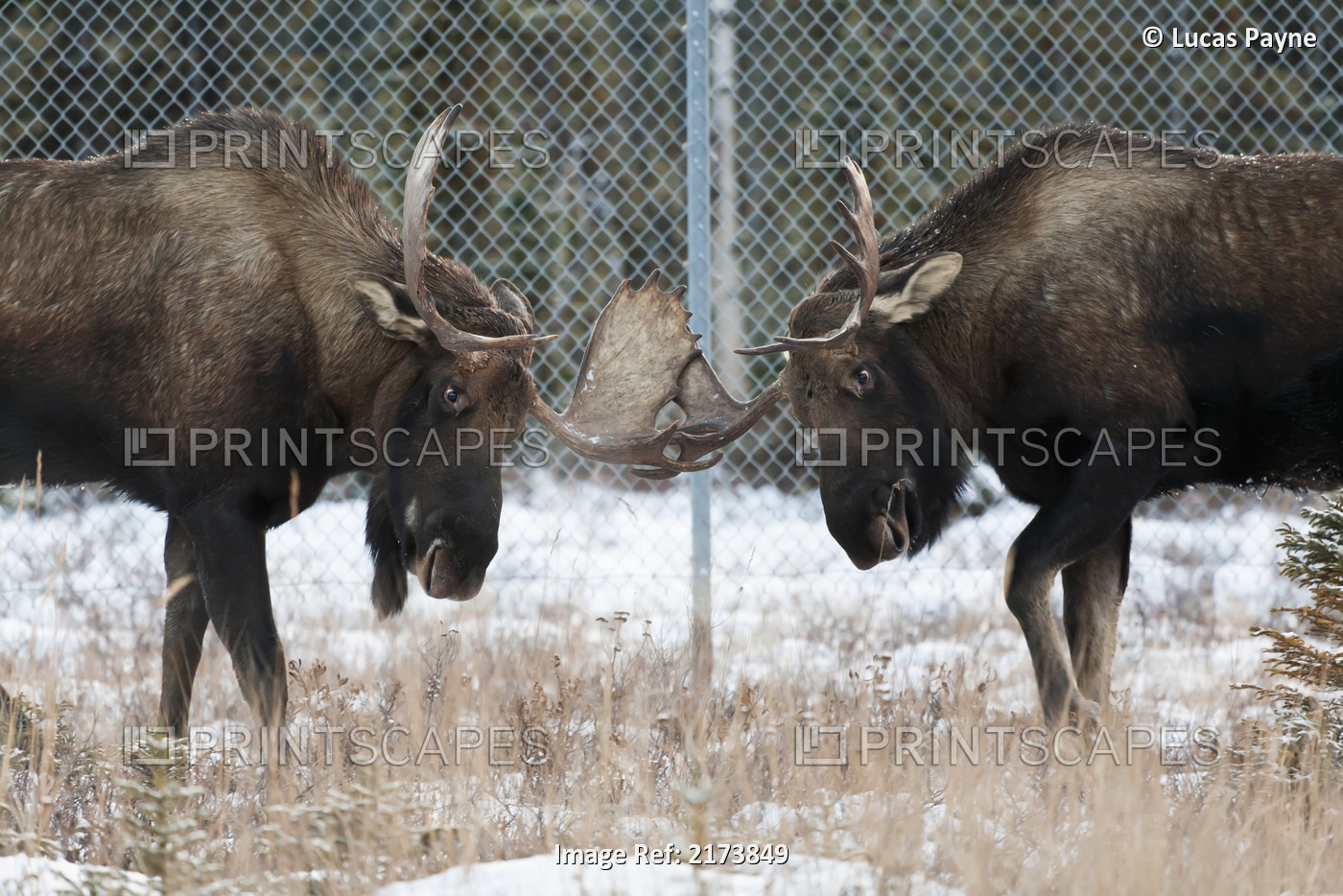 Two Bull Moose Sparring Near Ted Stevens International Airport In Anchorage, ...