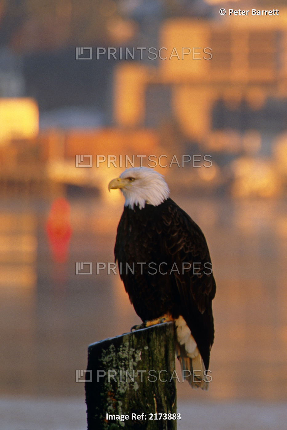 Bald Eagle Perched On Piling Across From Downtown Juneau In Evening, Se Alaska